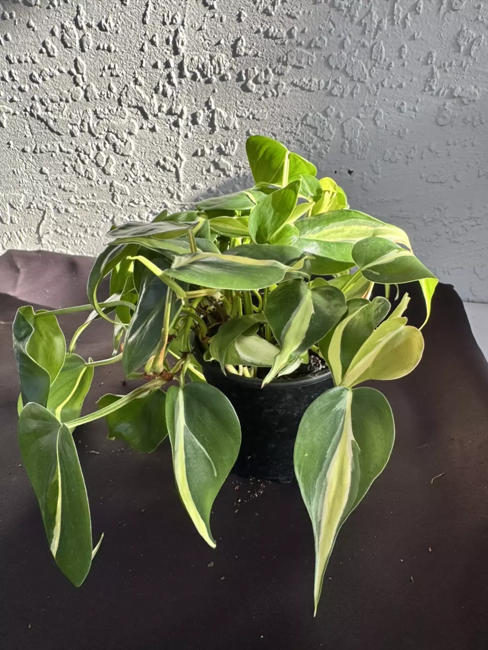 plant/Silver stripe-0