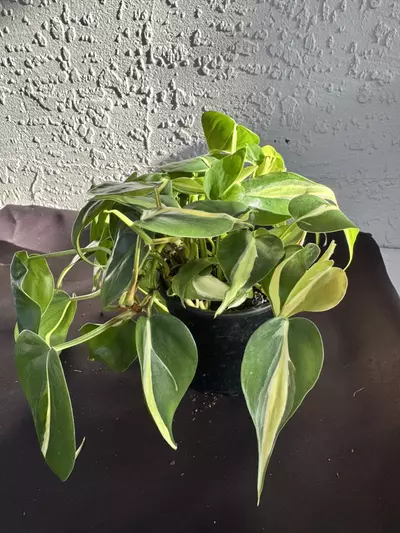 plant/Silver stripe-0-thumbnail