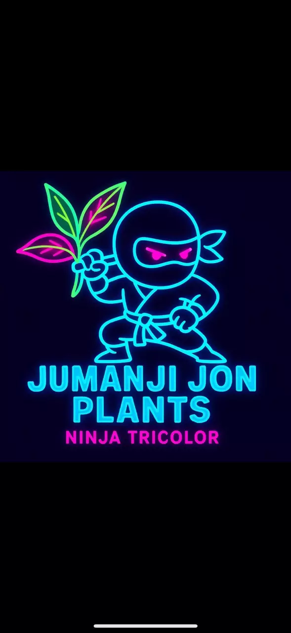 plant/Alocasia Ninja 🥷 Tricolor TC-0