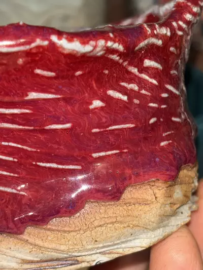 plant/Lil Banger-2-thumbnail