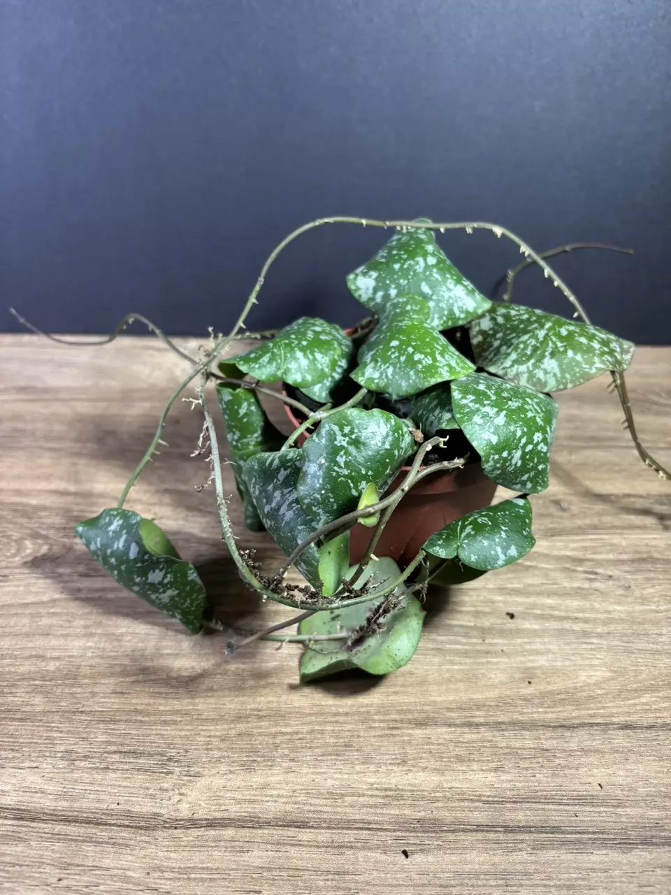 plant/Hoya Imbricata 4” 1966-1