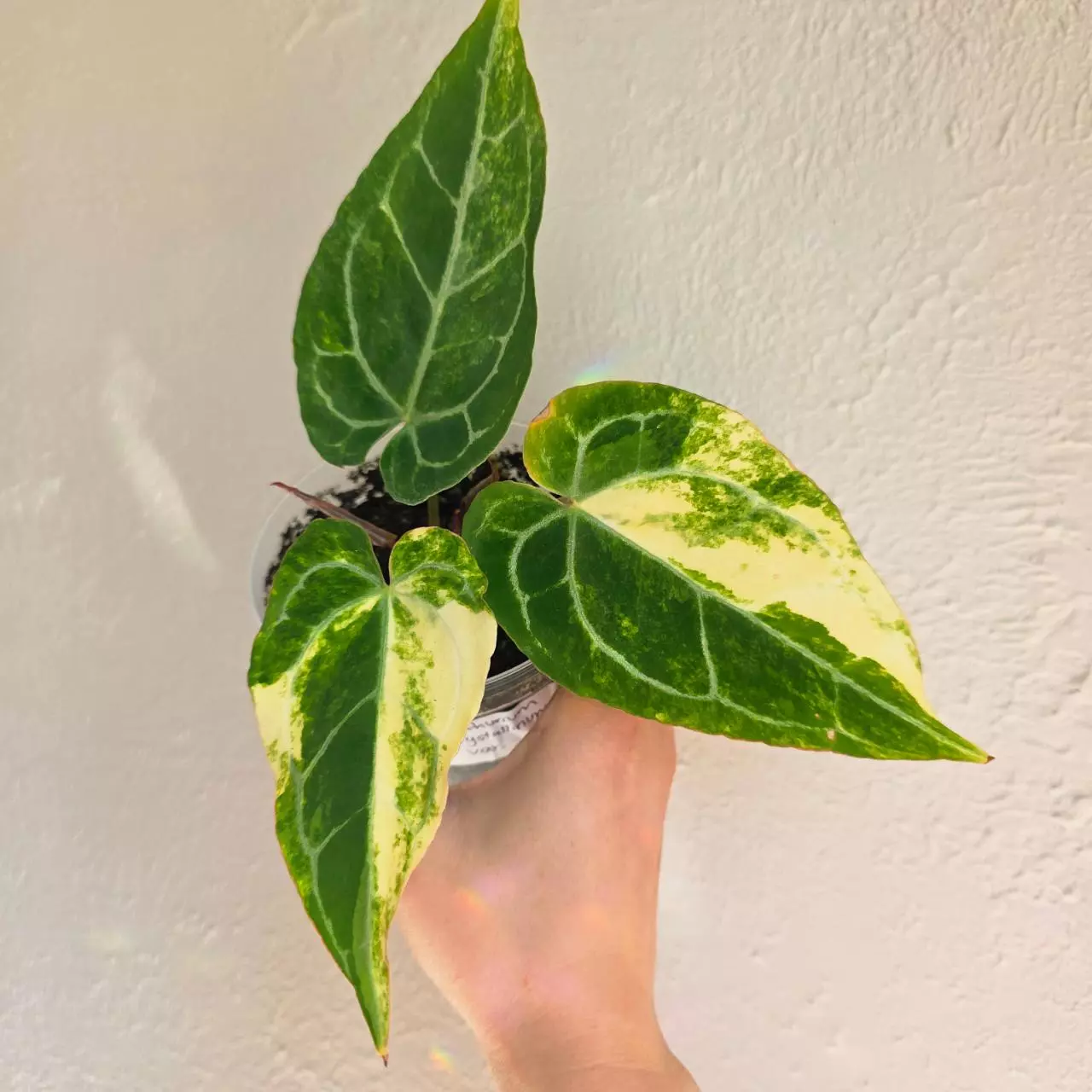 plant/Anthurium crystallinum variegated-1
