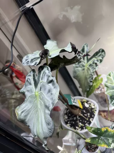 plant/Alocasia Venom CORM-1-thumbnail