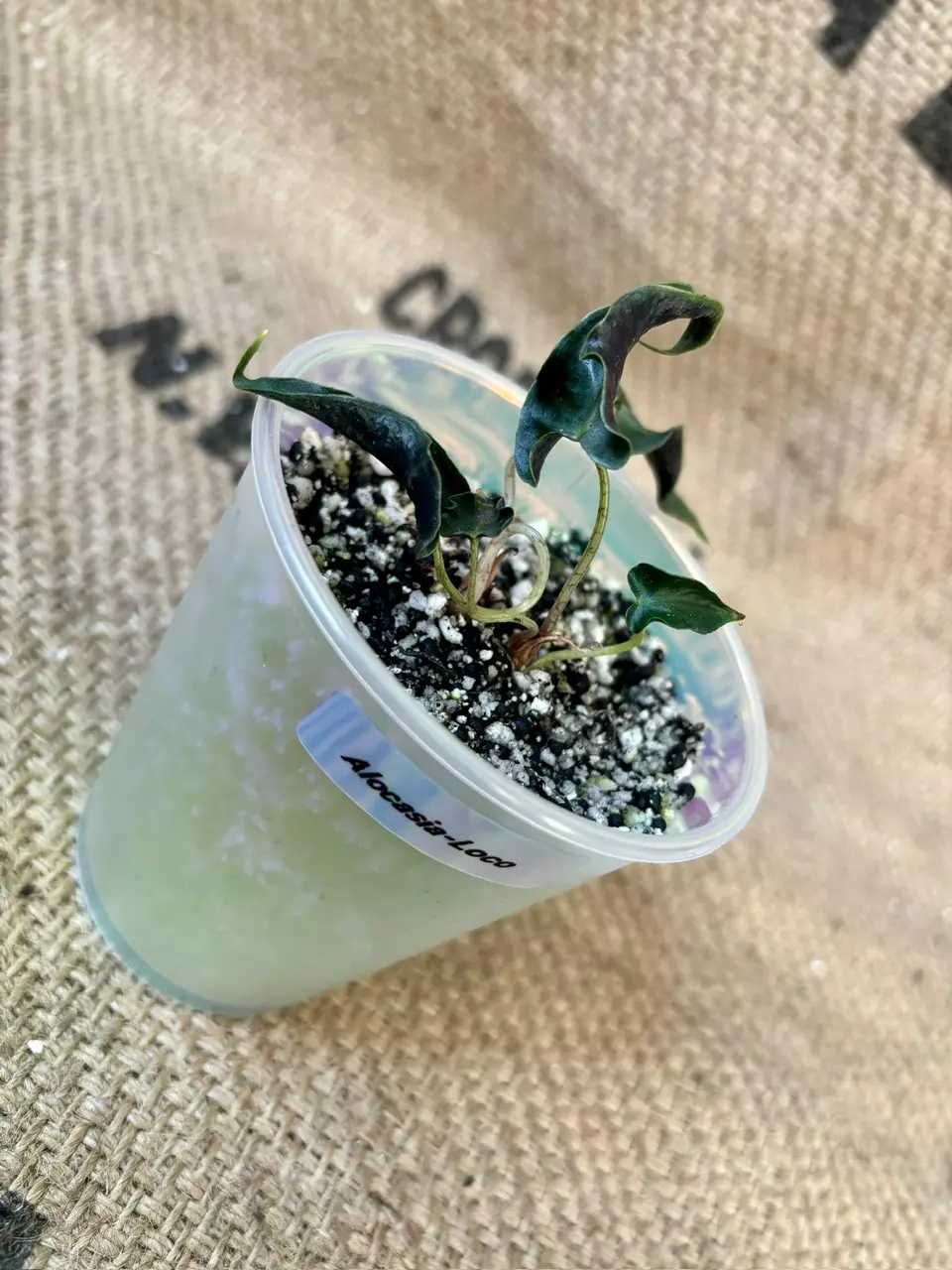 plant/Alocasia Loco (2 plants in pot)-0