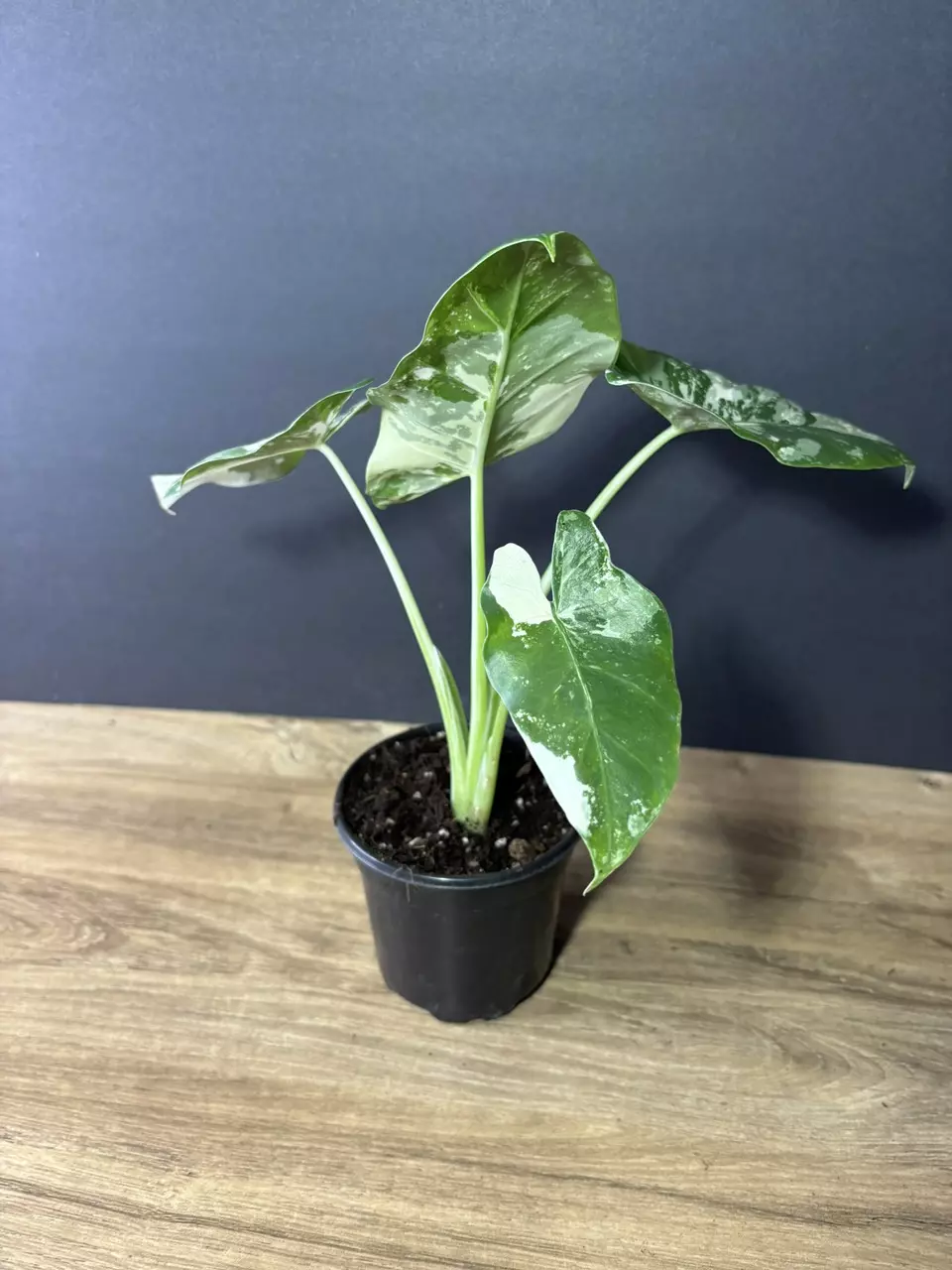 plant/Alocasia Macrorrhiza Appaloosa Gold 4” 2001-2