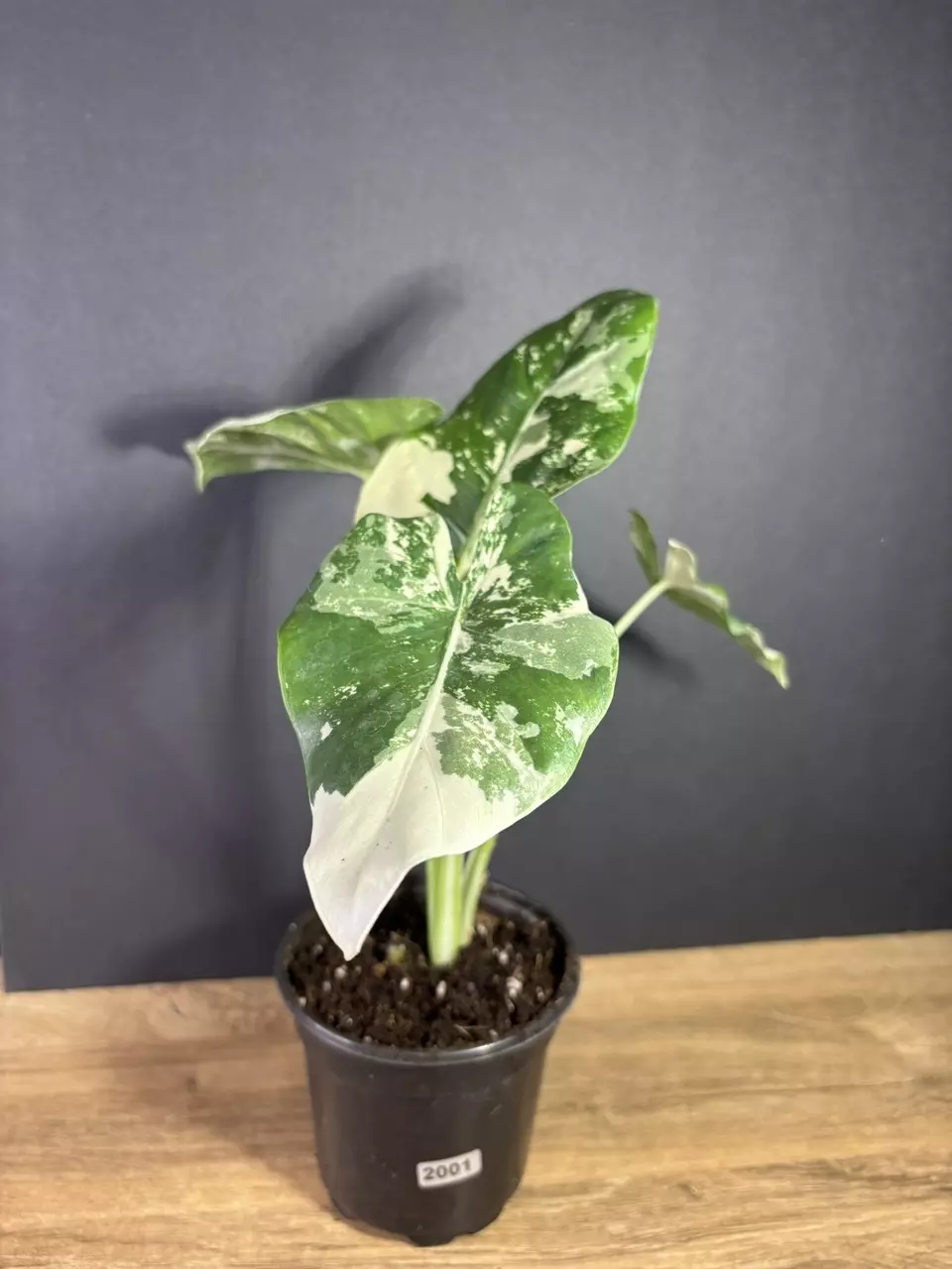 plant/Alocasia Macrorrhiza Appaloosa Gold 4” 2001-0