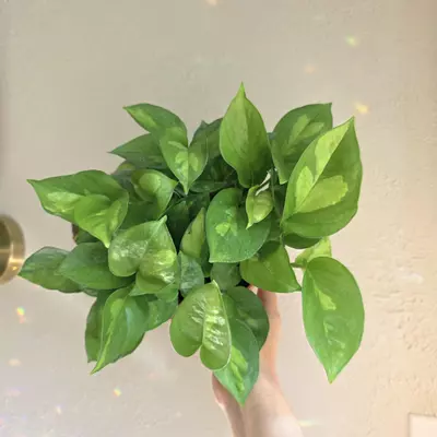 plant/6" global green pothos-0-thumbnail
