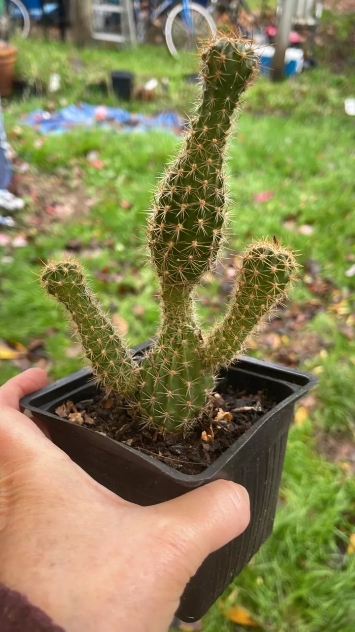 plant/Golden Torch Wonky 5”-0