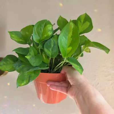 plant/6" global green pothos-1-thumbnail