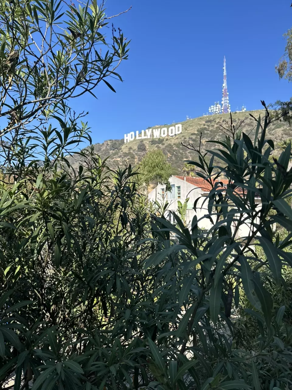 plant/Custom Listing for Mandy-0