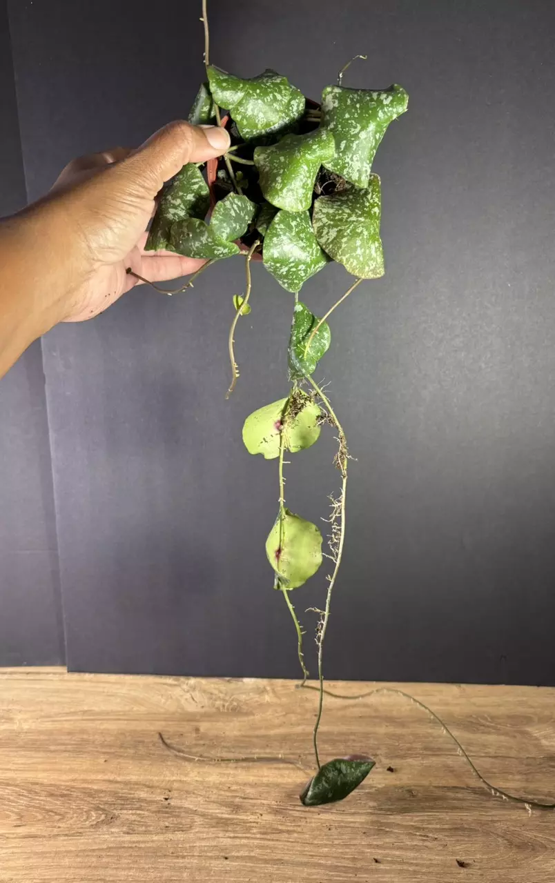 plant/Hoya Imbricata 4” 1966-0