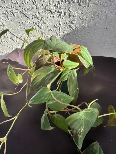 plant/Mican-0-thumbnail