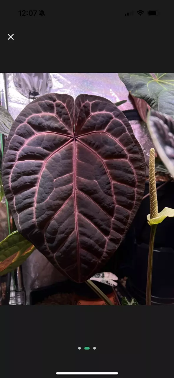 plant/NSE AOS x ZaraMichelle-5