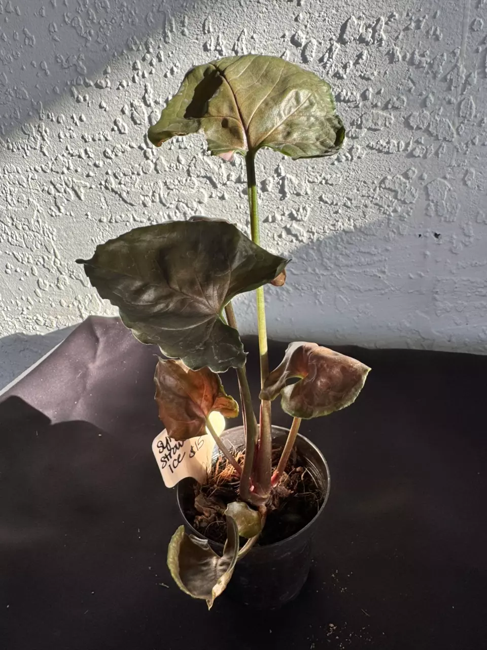 plant/Syngonium Strawberry Ice-0