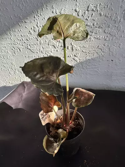 plant/Syngonium Strawberry Ice-0-thumbnail