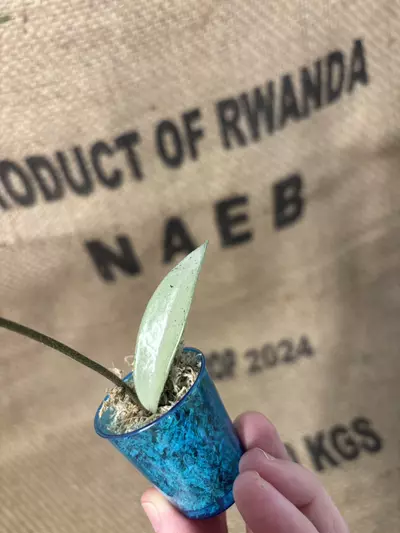 plant/Hoya Wilbur Graves Silver Cutting-3-thumbnail