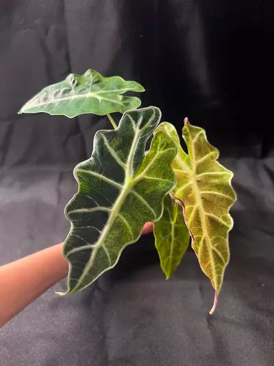 plant/Amazonica Aurea CORM-0-thumbnail