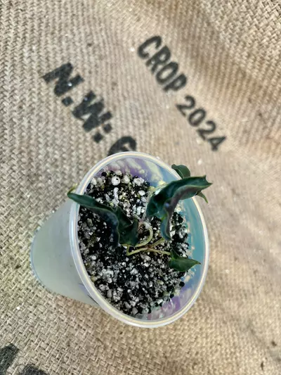 plant/Alocasia Loco (2 plants in pot)-3-thumbnail