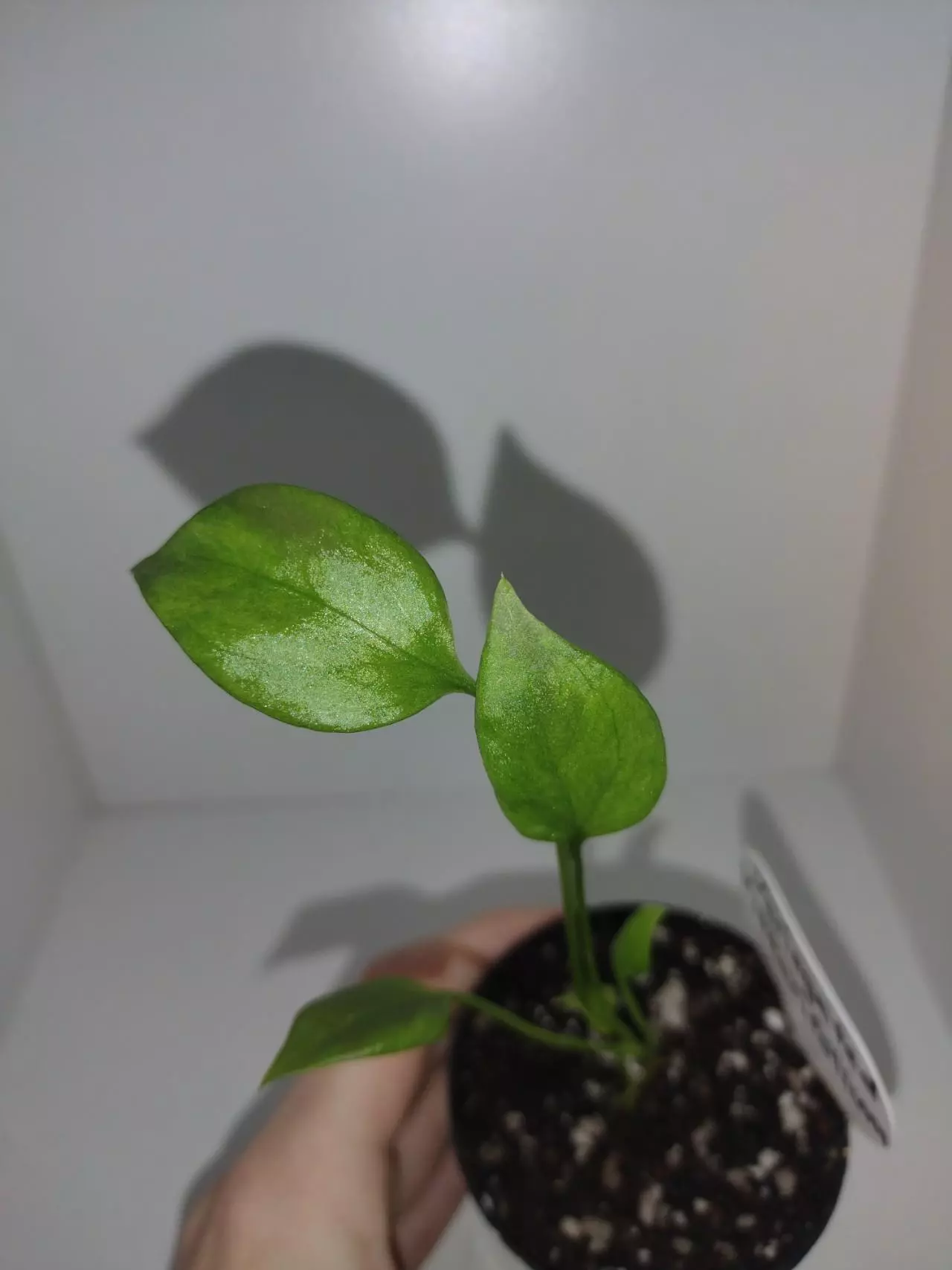 plant/Variegated Vittariifolium-0