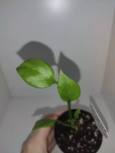 plant/Variegated Vittariifolium-0-thumbnail