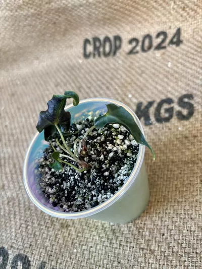 plant/Alocasia Loco (2 plants in pot)-2-thumbnail