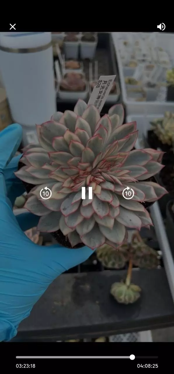 plant/Esther var crested-0