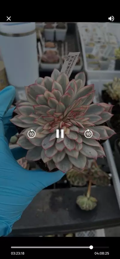 plant/Esther var crested-0-thumbnail