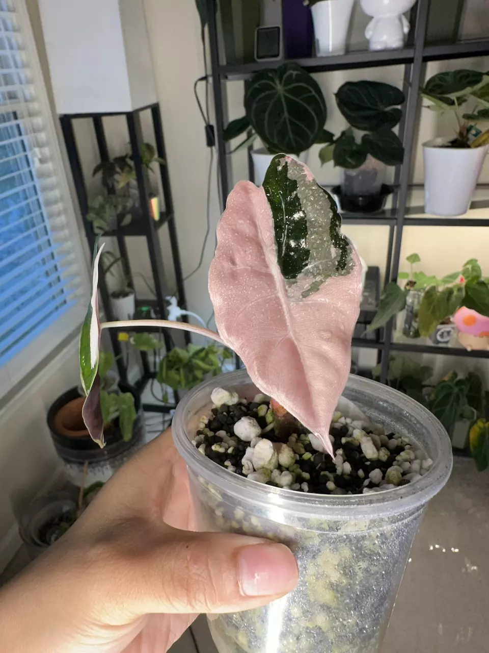 plant/Alocasia Pink Chantrieri corming!!!-0