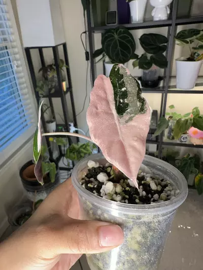 plant/Alocasia Pink Chantrieri corming!!!-0-thumbnail