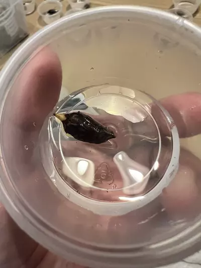 plant/Full Mint Variegated Alocasia Longiloba Corms-5-thumbnail