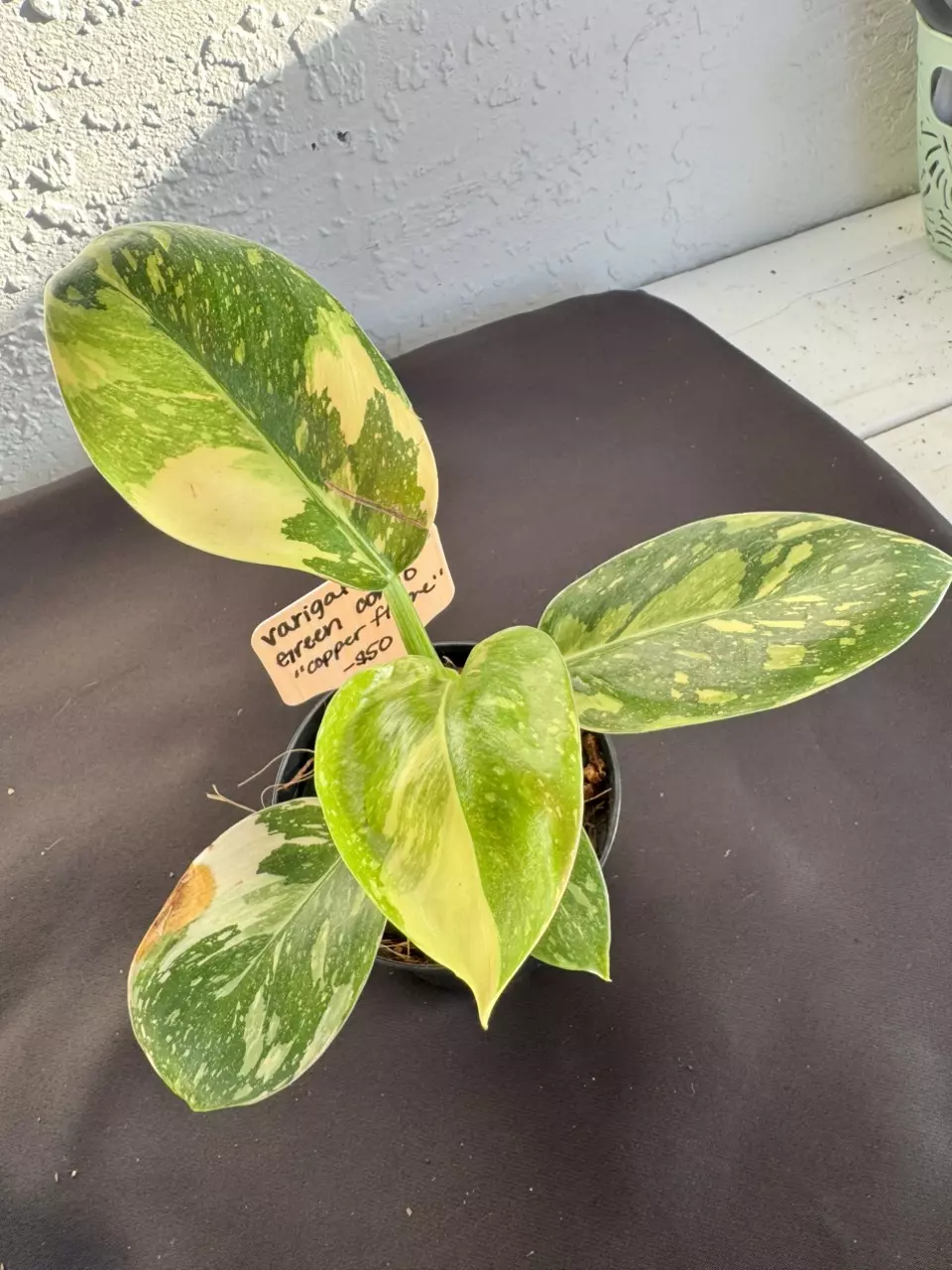 plant/Philo green Congo “Copper Flame” Varigated-0