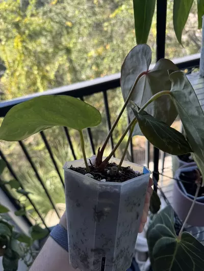 plant/KOS x Purple Yurple-2-thumbnail