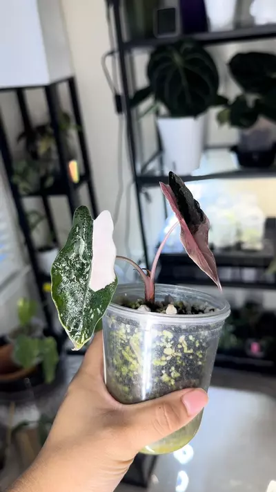 plant/Alocasia Pink Chantrieri corming!!!-2-thumbnail