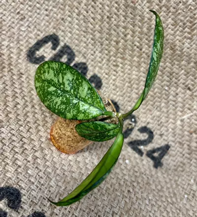 plant/Hoya Crassipetiolata Super Splash Cutting-1-thumbnail