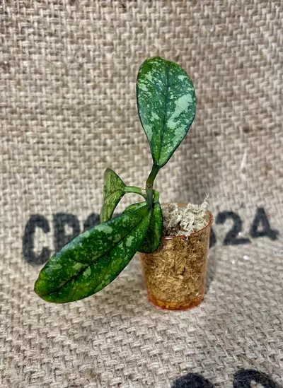 plant/Hoya Crassipetiolata Super Splash Cutting-4-thumbnail