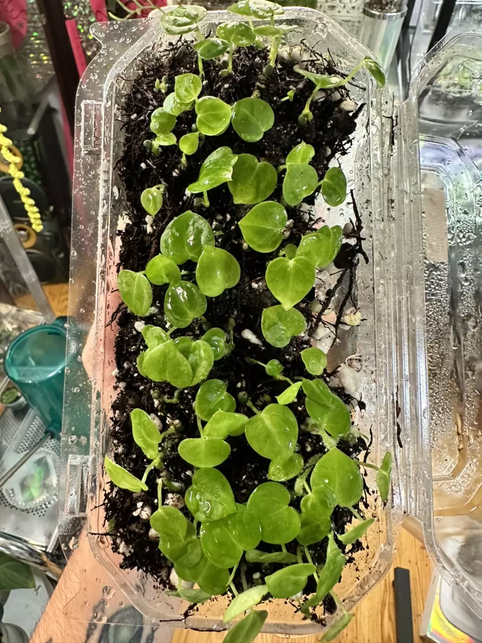 plant/Anthurium (Crystallinum 'Dark' x Forgetii Silver) x (Silver Blush x Red Crystal)-4