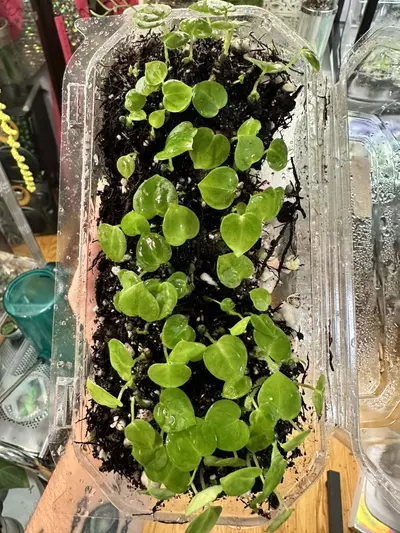 plant/Anthurium (Crystallinum 'Dark' x Forgetii Silver) x (Silver Blush x Red Crystal)-4-thumbnail