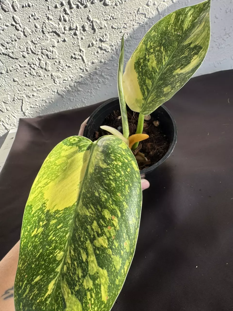 plant/Philo green Congo “Copper Flame” Varigated-0