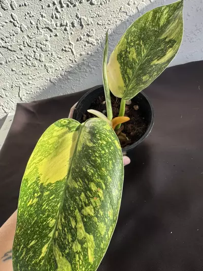 plant/Philo green Congo “Copper Flame” Varigated-0-thumbnail