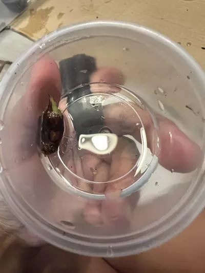 plant/Full Mint Variegated Alocasia Longiloba Corms-3-thumbnail