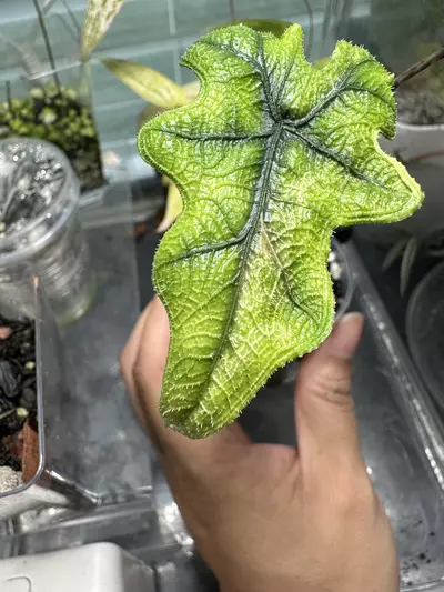 plant/Alocasia Jaclyn Aurea-1-thumbnail