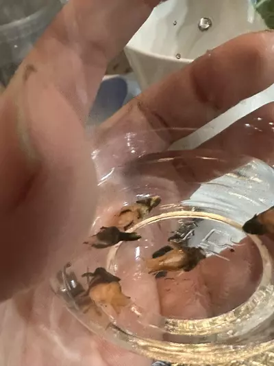 plant/Amazonica Aurea CORM-1-thumbnail