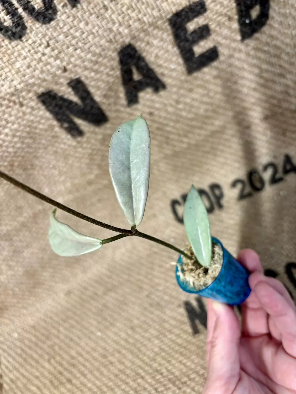 plant/Hoya Wilbur Graves Silver Cutting-0