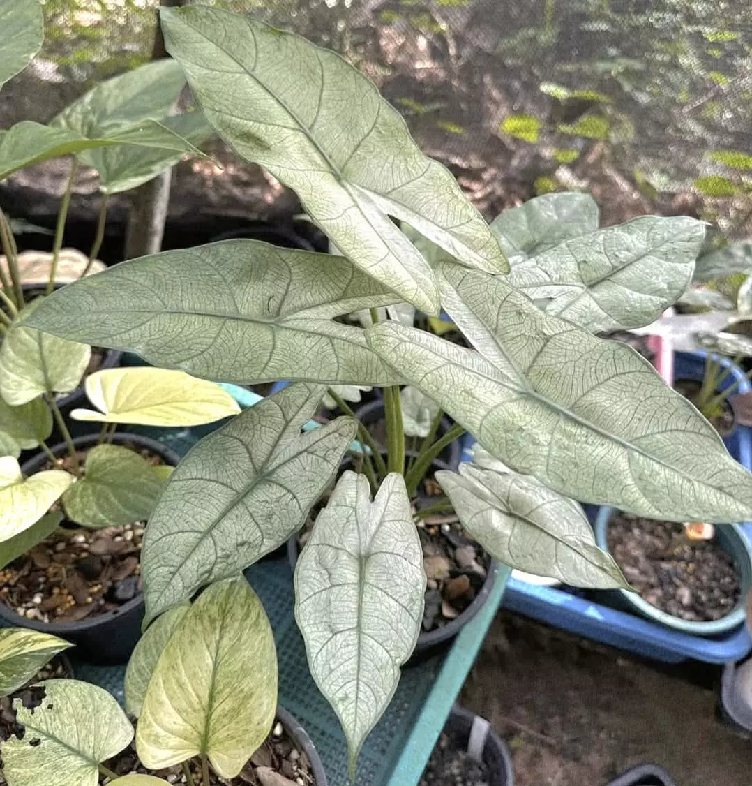 plant/Full Mint Variegated Alocasia Longiloba Corms-0