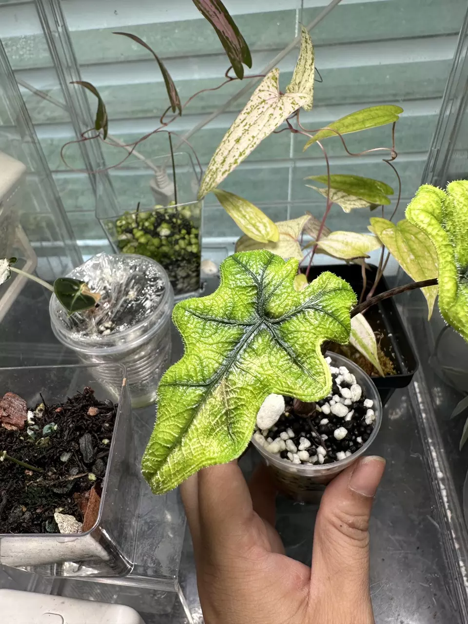 plant/Alocasia Jaclyn Aurea-0