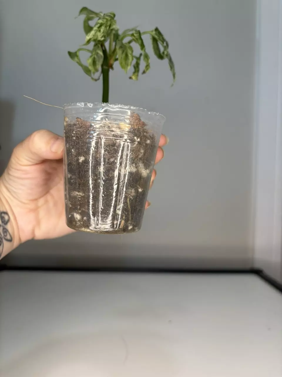 plant/Monstera laniata mottled-2