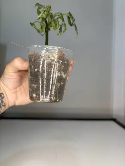 plant/Monstera laniata mottled-2-thumbnail