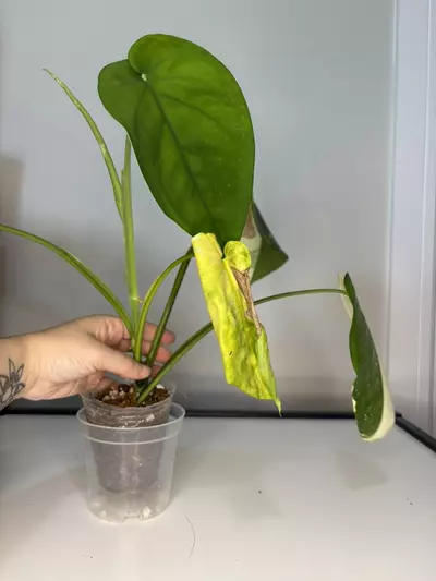 plant/Variegated Chiapense-4-thumbnail