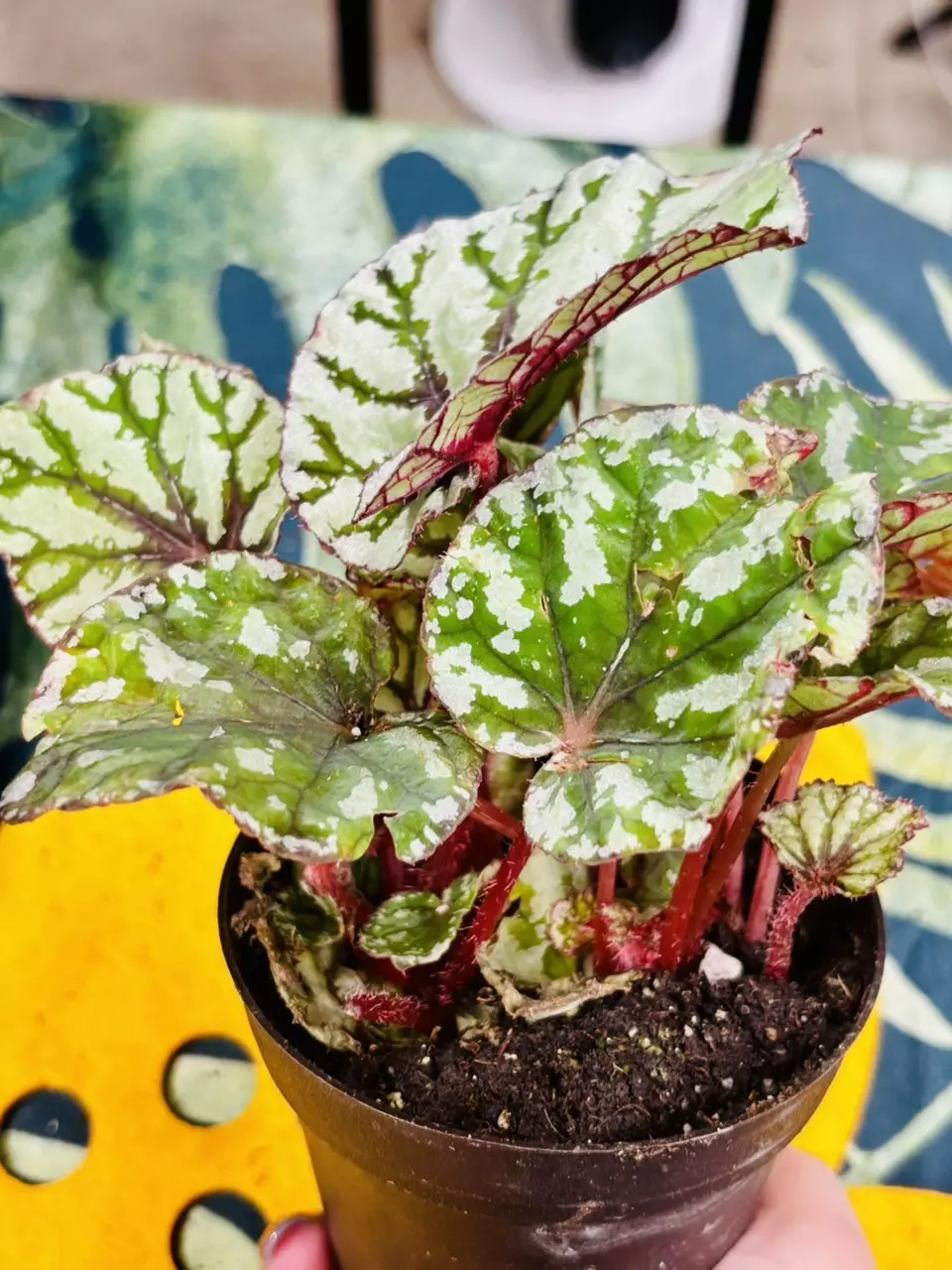 plant/Begonia Rex Fedora-2