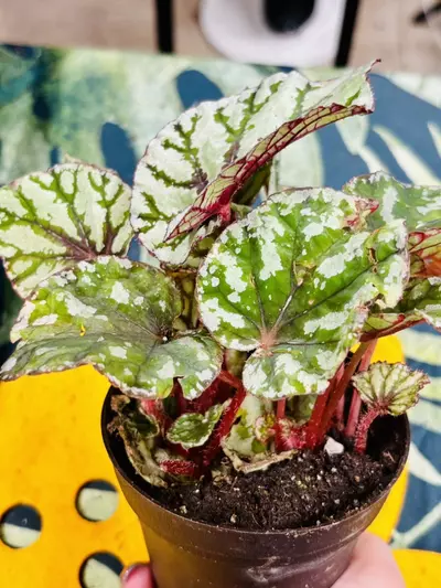 plant/Begonia Rex Fedora-2-thumbnail